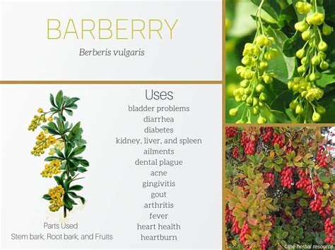 benefits of burberry|berberis vulgaris health benefits.